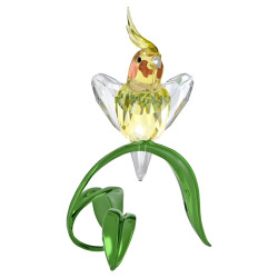 CALOPSITTA IDYLLIA, 5721544