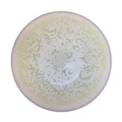 DINNER PLATE 27 CM, SONG...