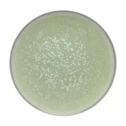 DINNER PLATE 27 CM, SONG ALMOND AGORA