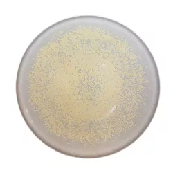 DINNER PLATE 27 CM, SONG...