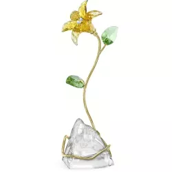 LILY, FLORERE 5666972