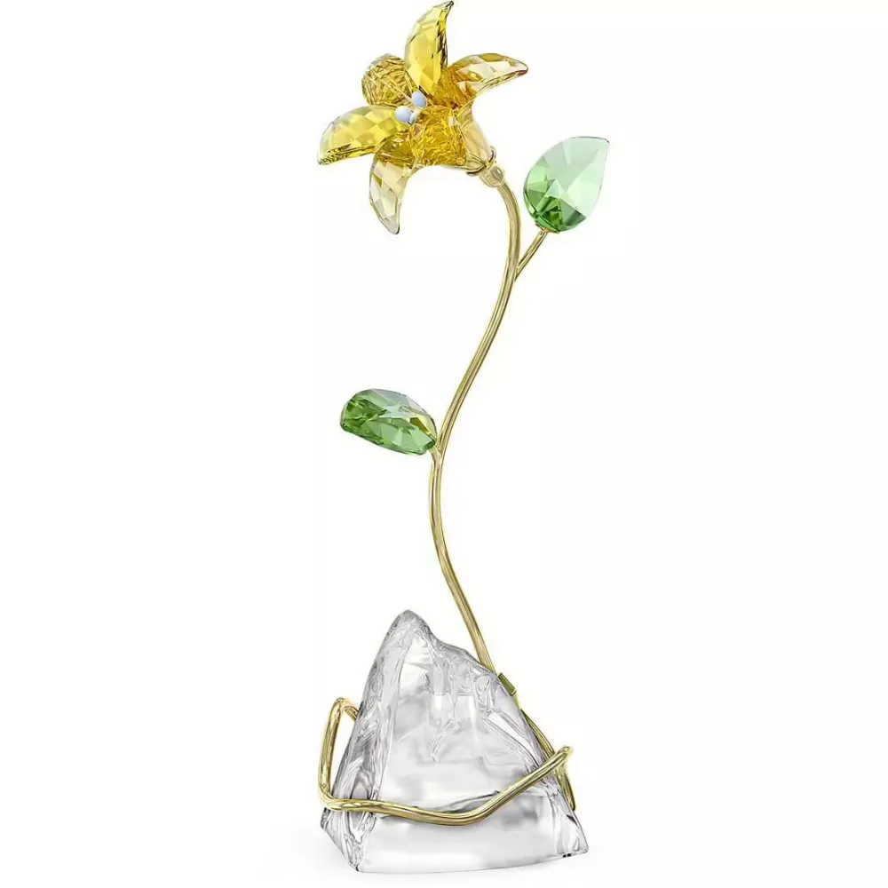 LILY, FLORERE 5666972