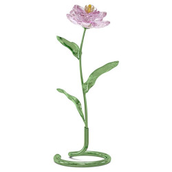 PEONIA, FLORERE, 5668065