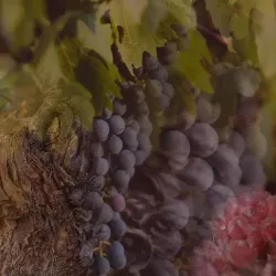 HOME FRAGRANCE ROSSO NOBILE