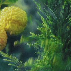 EAU DE PARFUM, CAPOGIRO