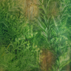 CYPRESS & ROSEMARY HAND SOAP, 410 ML