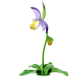 FLORERE LADY SLIPPER ORCHID, IDYLLIA 5721548