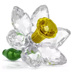 FLORERE DAFFODIL 5721540