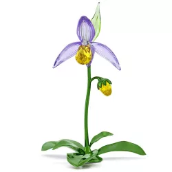 ORCHIDEA SCARPETTA DI...