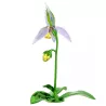 FLORERE LADY SLIPPER ORCHID, IDYLLIA 5721548